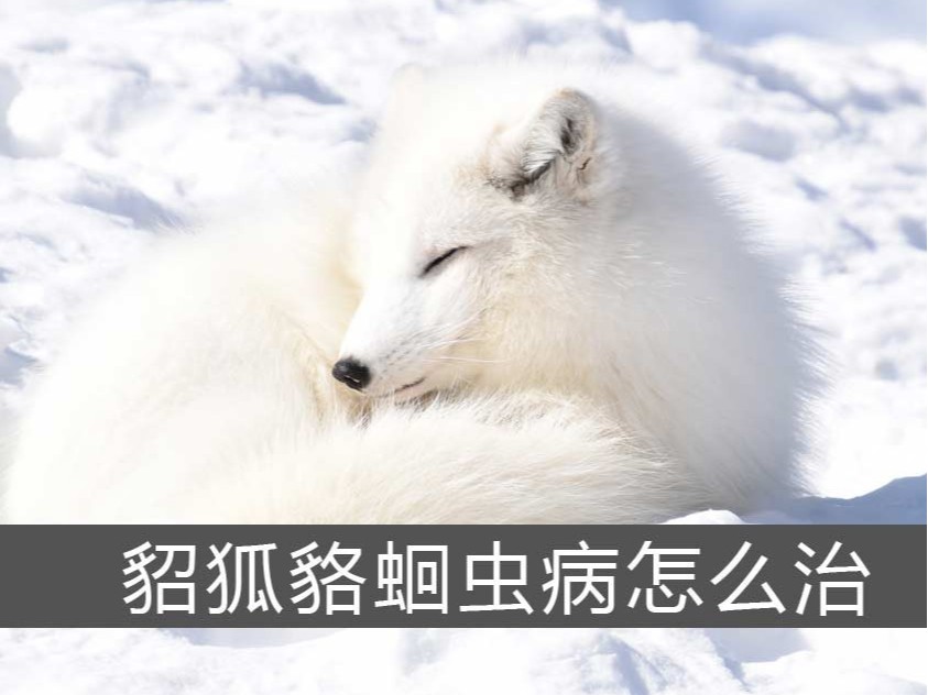 貂狐貉蛔蟲病怎么治？【康地恩特養(yǎng)】