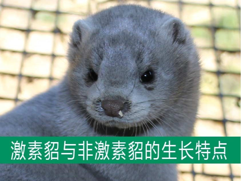 激素貂與非激素貂的生長(zhǎng)發(fā)育特點(diǎn)相同嗎？【康地恩養(yǎng)貂】