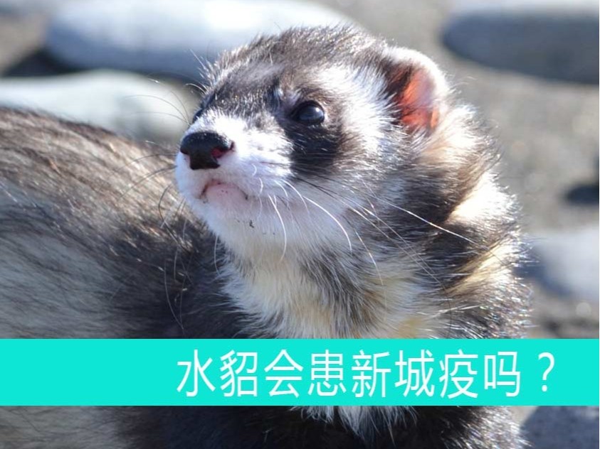 水貂會患新城疫嗎？【康地恩貂狐貉飼養(yǎng)】