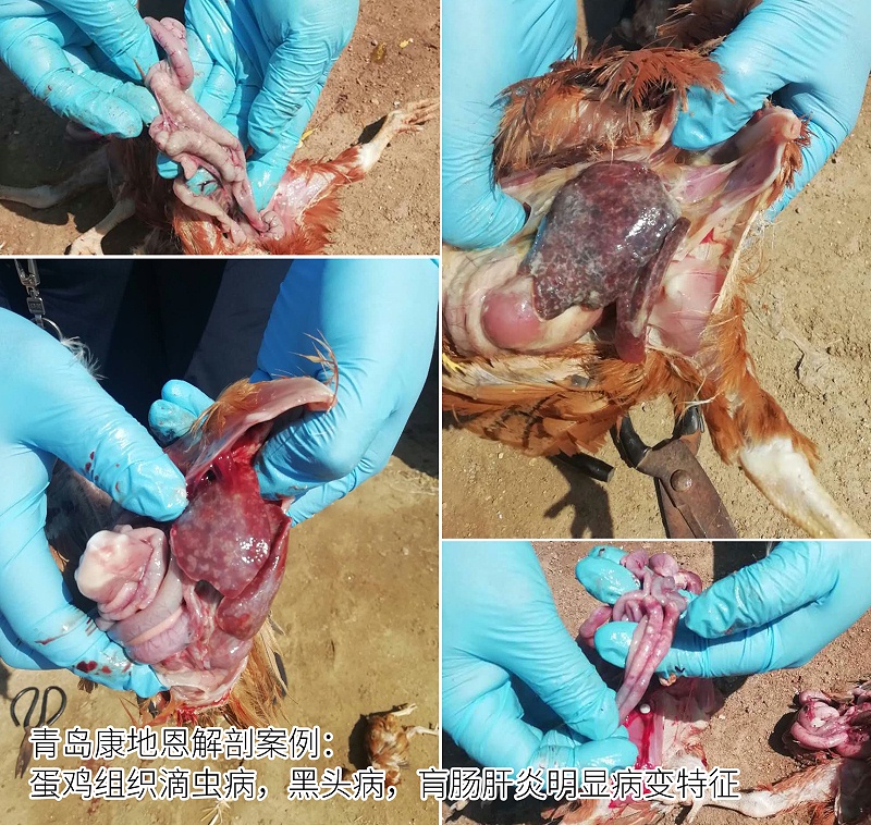 青島康地恩蛋雞組織滴蟲病,組織滴蟲，黑頭病，肓腸肝炎解剖照片