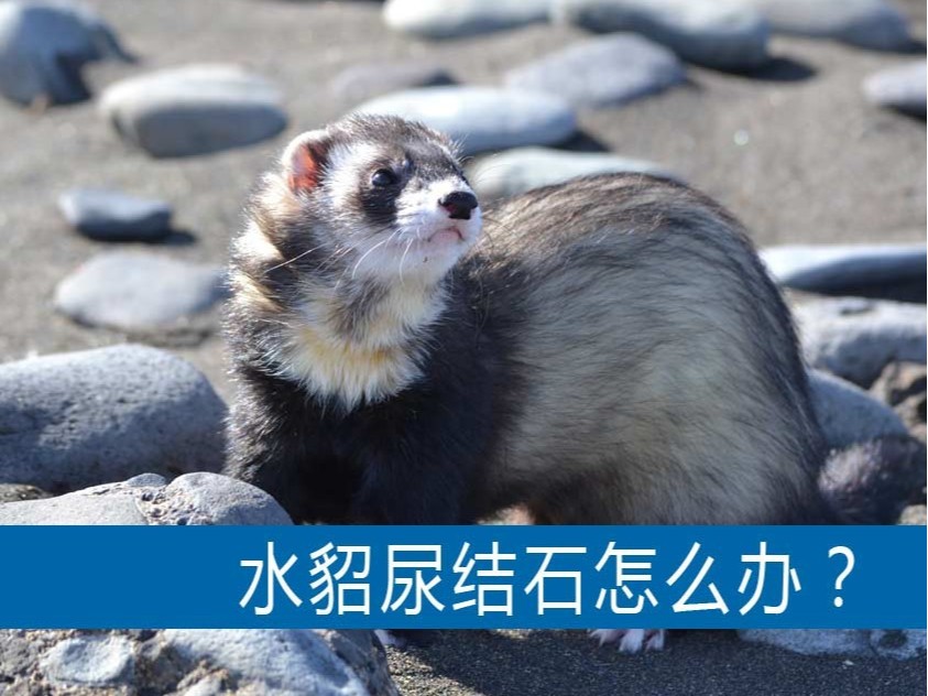 水貂尿結(jié)石怎么辦？【康地恩養(yǎng)貂】