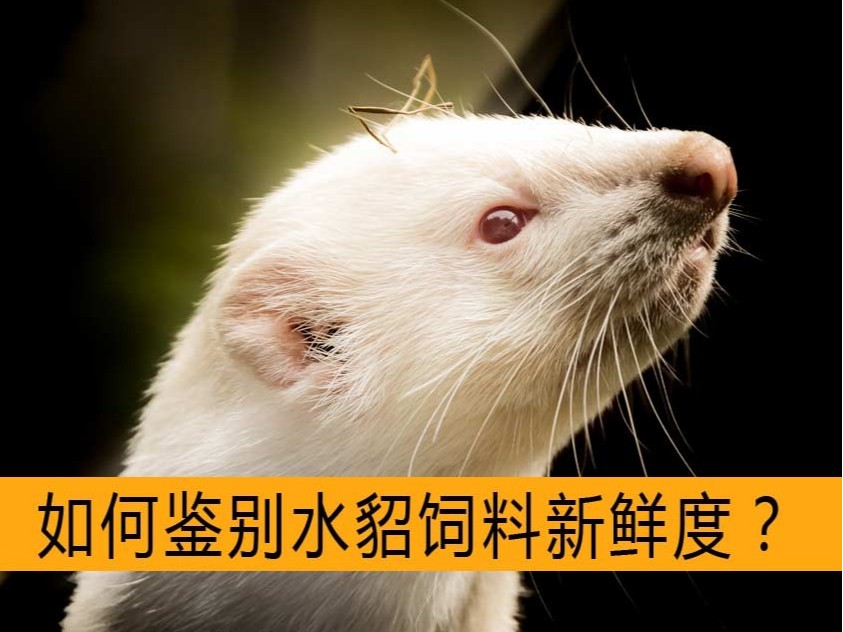 如何鑒別水貂飼料新鮮度？【康地恩毛皮飼養(yǎng)】