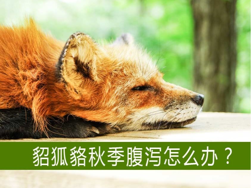 貂狐貉等毛皮動(dòng)物秋季腹瀉怎么辦？【康地恩特養(yǎng)】