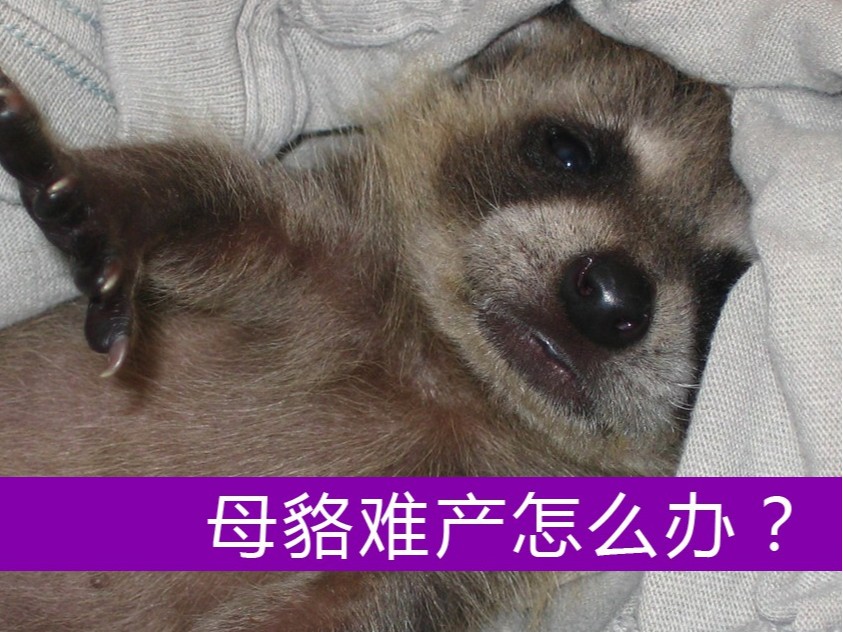 母貉難產(chǎn)怎么辦？【康地恩養(yǎng)貉】