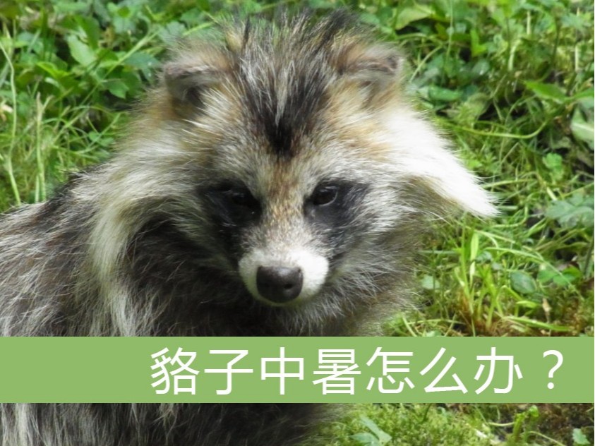 狐貉中暑怎么辦？【康地恩特養(yǎng)】