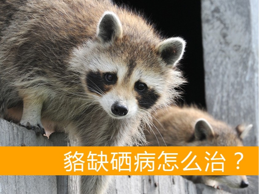 貉缺硒病怎么治療？【康地恩養(yǎng)貉】