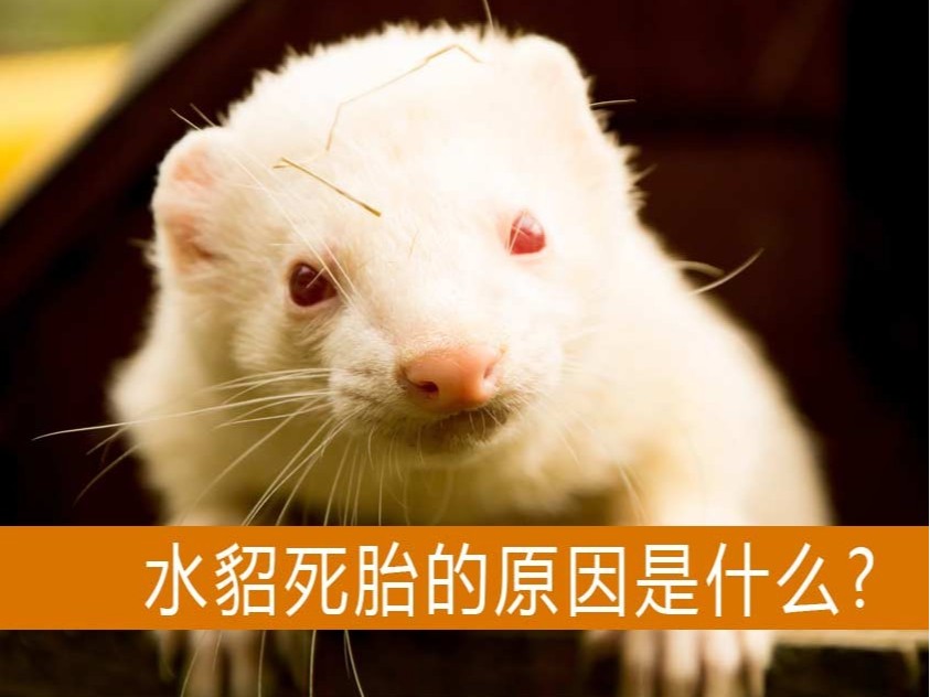 造成水貂死胎的原因是什么？【康地恩養(yǎng)貂】