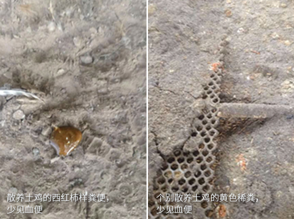 得球蟲病的散養(yǎng)土雞易見西紅柿樣糞和個(gè)別散養(yǎng)土雞黃色稀糞，少見血便