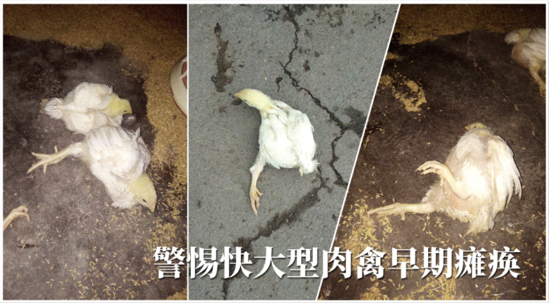 快大型肉禽早期缺硒性癱瘓怎么辦？【康地恩養(yǎng)殖】