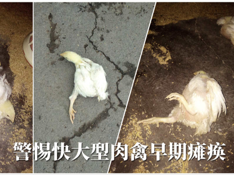 快大型肉禽早期缺硒性癱瘓?jiān)趺崔k？【康地恩養(yǎng)殖】