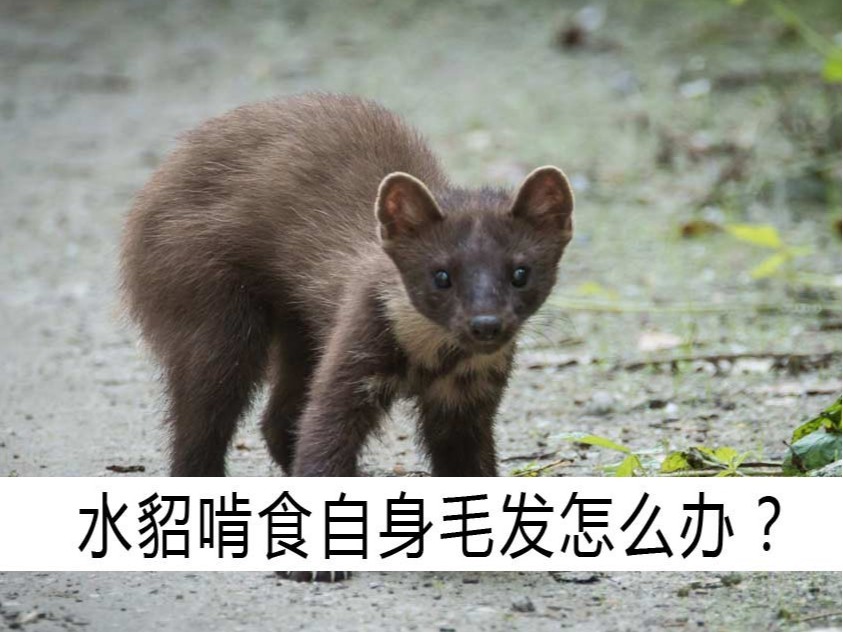 水貂啃食自身毛發(fā)怎么辦？【康地恩養(yǎng)貂】