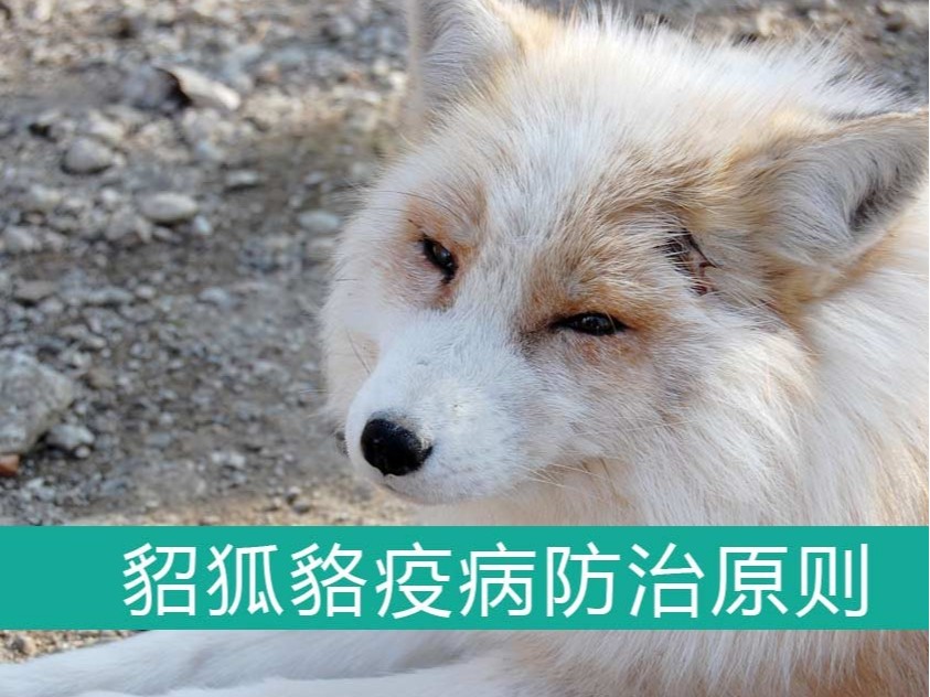 貂、狐、貉疫病防治的基本原則【康地恩特養(yǎng)】