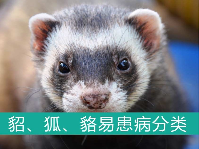 貂、狐、貉易患病分類【康地恩特養(yǎng)】