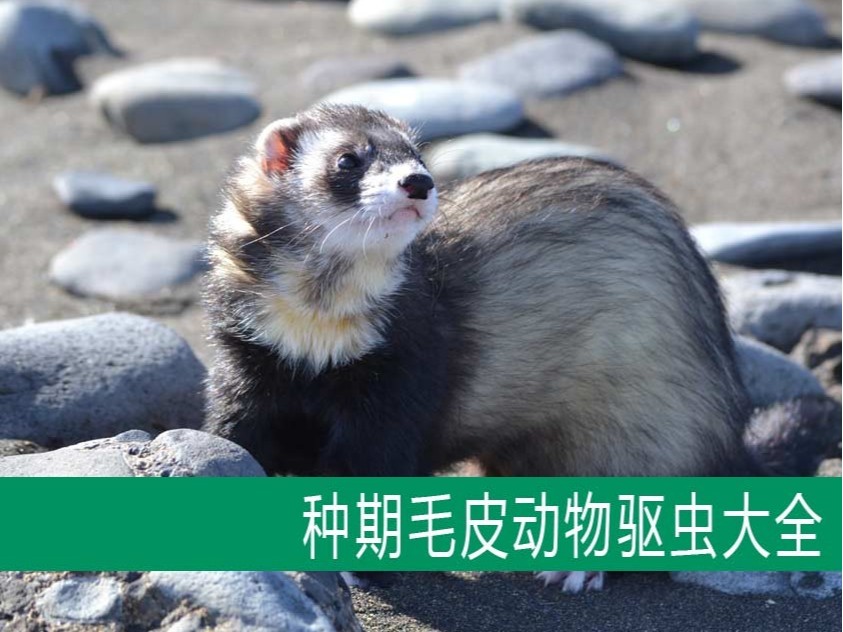 【康地恩毛皮飼養(yǎng)】種期毛皮動(dòng)物驅(qū)蟲大全