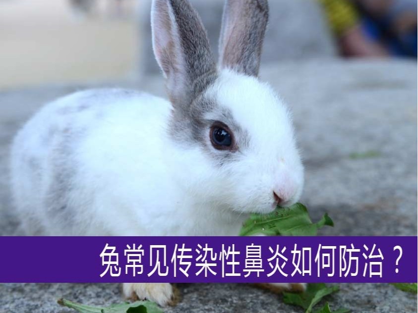 【康地恩-養(yǎng)兔】兔常見傳染性鼻炎如何防治？