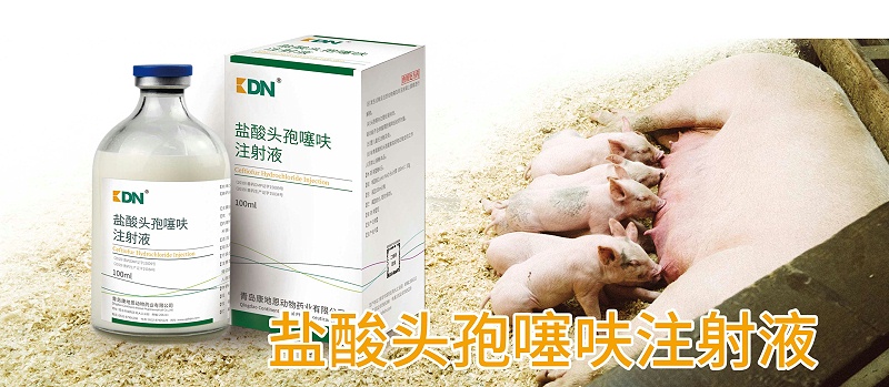 鹽酸頭孢噻呋注射液在豬呼吸道感染的應(yīng)用【康地恩養(yǎng)豬】