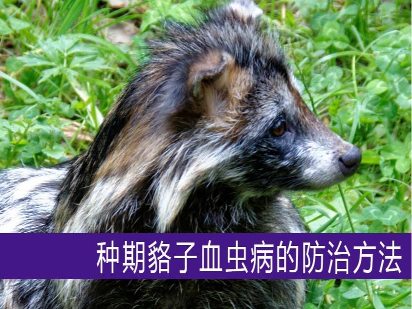 種期貉子血蟲(chóng)病的防治方法【康地恩特養(yǎng)】
