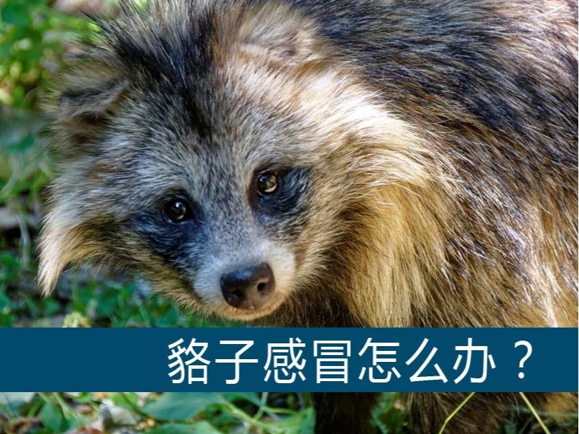 貉子感冒怎么辦？【康地恩養(yǎng)貉】