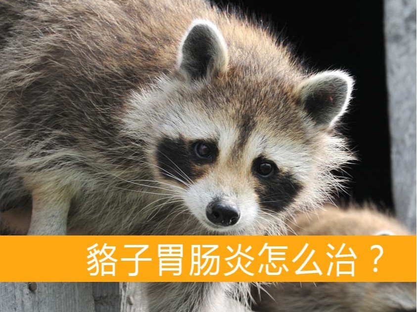 貉子胃腸炎怎么治？【康地恩毛皮動物用藥批發(fā)】