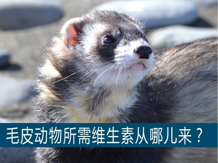貂、狐貍、貉等毛皮動(dòng)物生長(zhǎng)所需的維生素從哪兒獲??？【康地恩養(yǎng)毛皮】