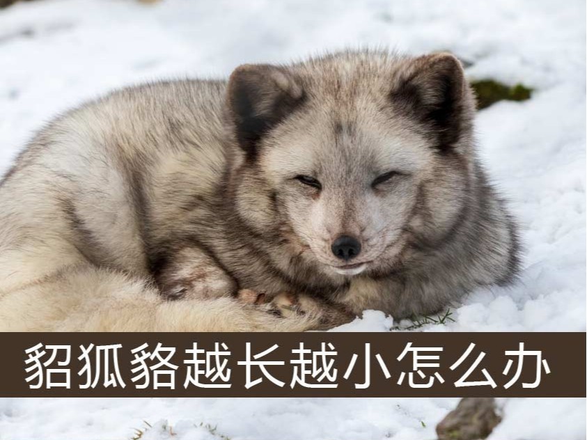 .貂、狐、貉越長(zhǎng)越小怎么辦【康地恩特養(yǎng)】