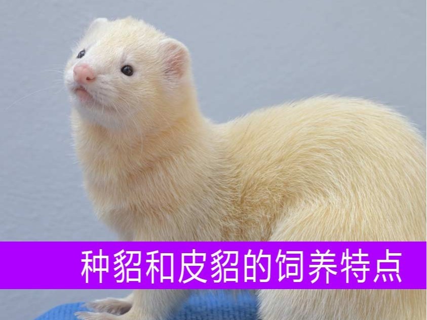 種貂和皮貂在飼養(yǎng)上各有什么特點(diǎn)？【康地恩養(yǎng)貂】