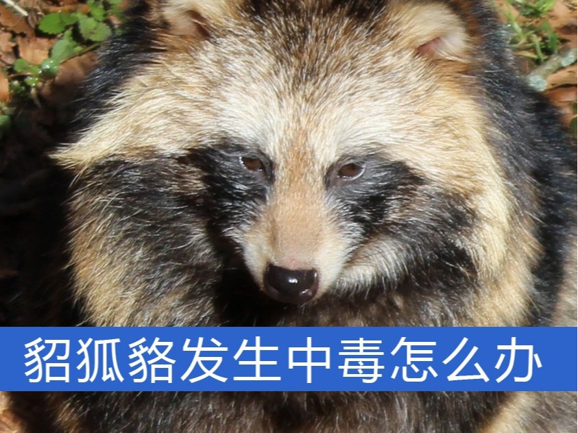 貂、狐、貉發(fā)生中毒怎么辦？【康地恩特養(yǎng)】