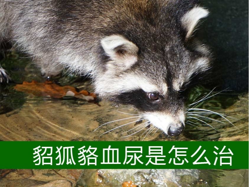 貂狐貉血尿是怎么治？【康地恩特養(yǎng)】