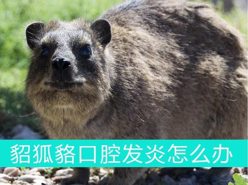 貂狐貉口腔發(fā)炎怎么辦？青島康地恩幫您忙