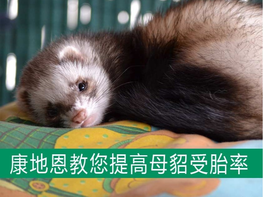 康地恩教您提高母貂受胎率，減少空懷！