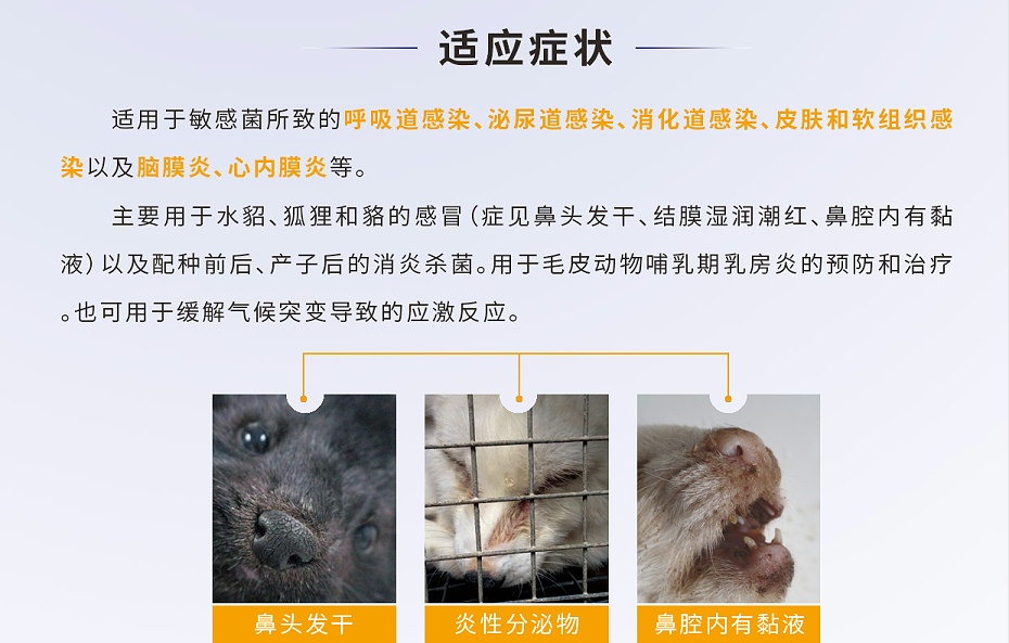 貂、狐、貉等毛皮動(dòng)物腦膜炎、心內(nèi)膜炎的防治用藥廠家批發(fā)-青島康地恩2