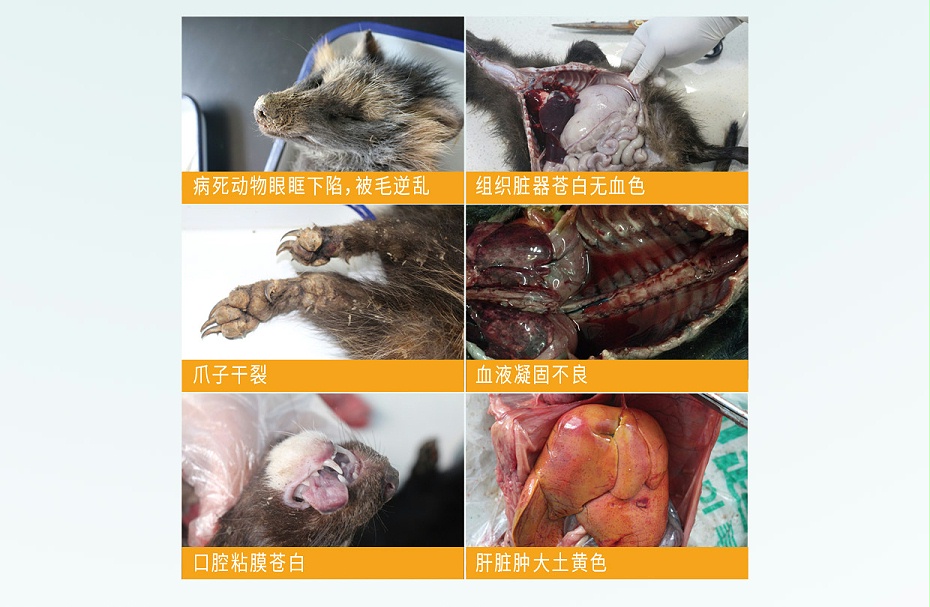 毛皮動(dòng)物的血蟲(chóng)病鹽酸多西環(huán)素可溶性粉青島康地恩專(zhuān)賣(mài)3