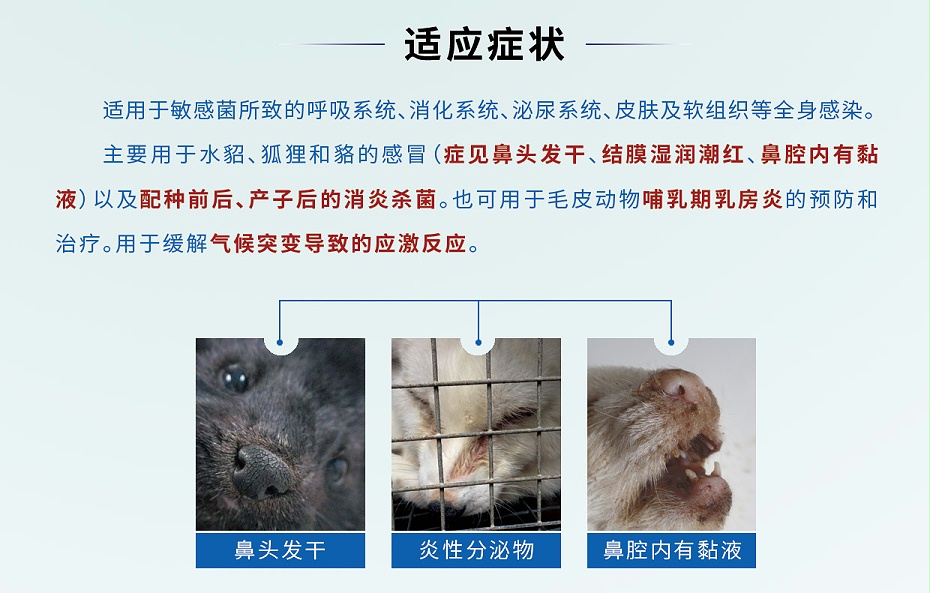 貂狐貉感冒、消炎殺菌、乳房炎藥廠家-青島康地恩-2